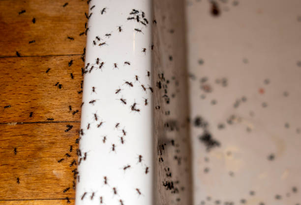 Best Cockroach Control Services  in Edna, TX